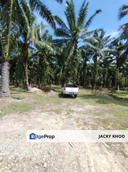 Banting Sungai Manggis Land 📌4 Acres 📌 Freehold  📌Just Beside Langat River   🎈Flat Land 🎈 Zoning Residential  🎈 Currently planting oil palm-tree, Selangor, Jenjarom