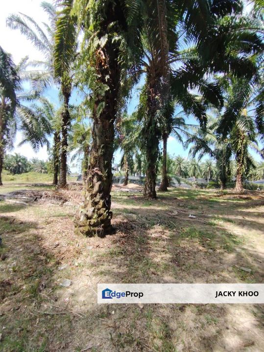 Banting Sungai Manggis Land 📌4 Acres 📌 Freehold 📌Just Beside Langat ...