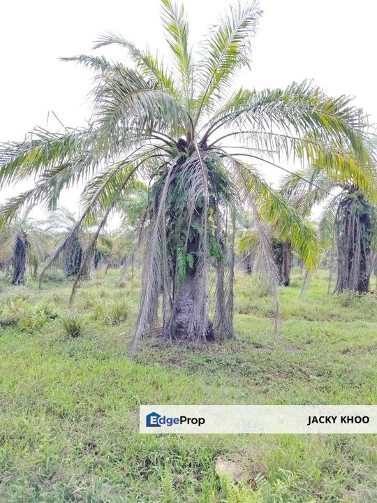 Kuala Selangor Kampung Api Api   Residential Land 📌11.5 Acres  📌Freehold  📌Just Beside Tar Road  , Selangor, Kuala Selangor