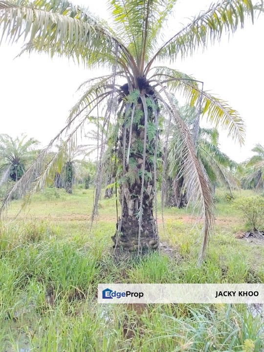 Kuala Selangor Kampung Api Api   Residential Land 📌11.5 Acres  📌Freehold  📌Just Beside Tar Road  , Selangor, Kuala Selangor