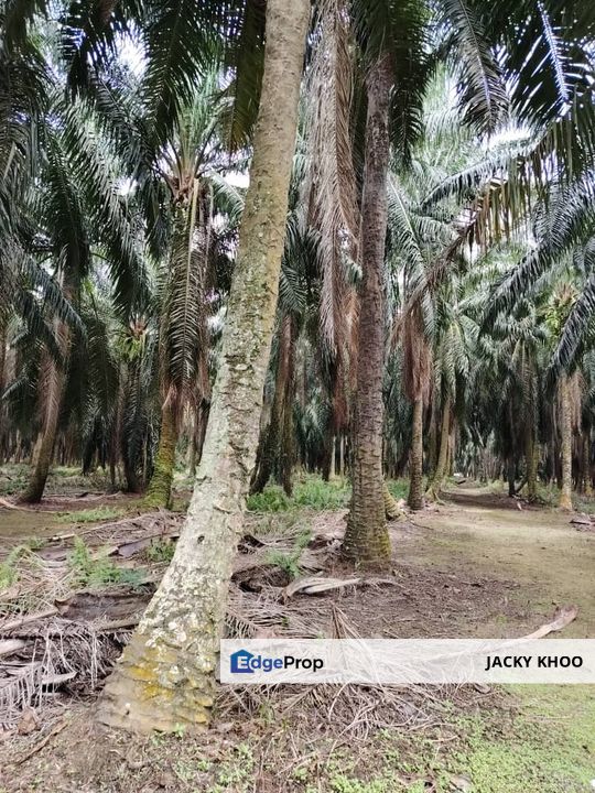 Banting  Bukit Changgang Land  📌2.8757 Acres  📌Beside Reserve Road  📌Zoning Residential  📌Tar Road 500 Meters  , Selangor, Kuala Langat