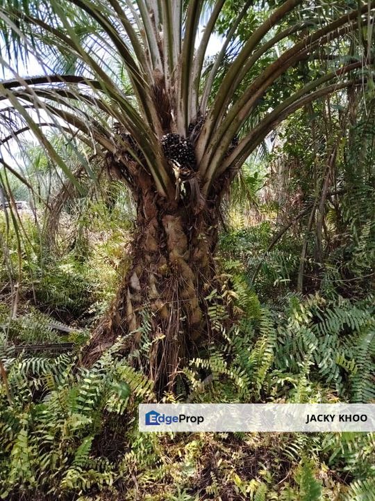 Banting   Kanchong Land  📌 2.116 acres 📌Beside Reserve Road   📌Lorry can reach  , Selangor, Kuala Langat