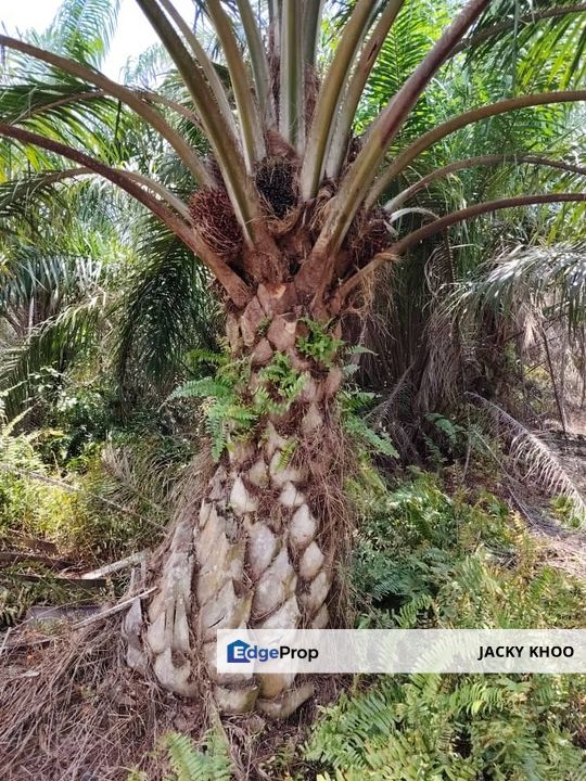 Banting   Kanchong Land  📌 2.116 acres 📌Beside Reserve Road   📌Lorry can reach  , Selangor, Kuala Langat