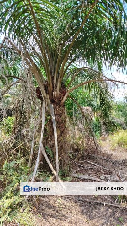 Banting   Kanchong Land  📌 2.116 acres 📌Beside Reserve Road   📌Lorry can reach  , Selangor, Kuala Langat