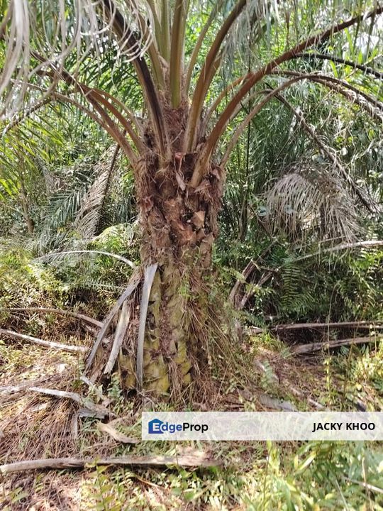 Banting   Kanchong Land  📌 2.116 acres 📌Beside Reserve Road   📌Lorry can reach  , Selangor, Kuala Langat