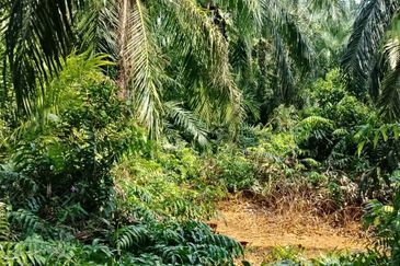 Malaysia Selangor 📌Kuala Selangor  📌Jeram 📌5 Acres Flat Land for Sale  📌Same Road got Farm House ( or Kilang Telur)  📌Freehold