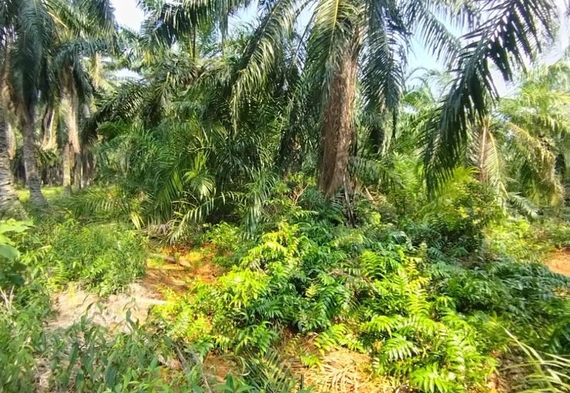 Malaysia Selangor 📌Kuala Selangor  📌Jeram 📌5 Acres Flat Land for Sale  📌Same Road got Farm House ( or Kilang Telur)  📌Freehold