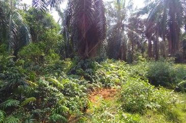 Malaysia Selangor 📌Kuala Selangor  📌Jeram 📌5 Acres Flat Land for Sale  📌Same Road got Farm House ( or Kilang Telur)  📌Freehold