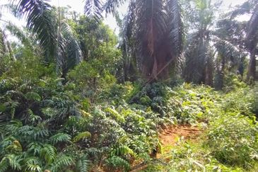 Malaysia Selangor 📌Kuala Selangor  📌Jeram 📌5 Acres Flat Land for Sale  📌Same Road got Farm House ( or Kilang Telur)  📌Freehold