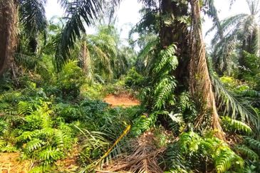 Malaysia Selangor 📌Kuala Selangor  📌Jeram 📌5 Acres Flat Land for Sale  📌Same Road got Farm House ( or Kilang Telur)  📌Freehold