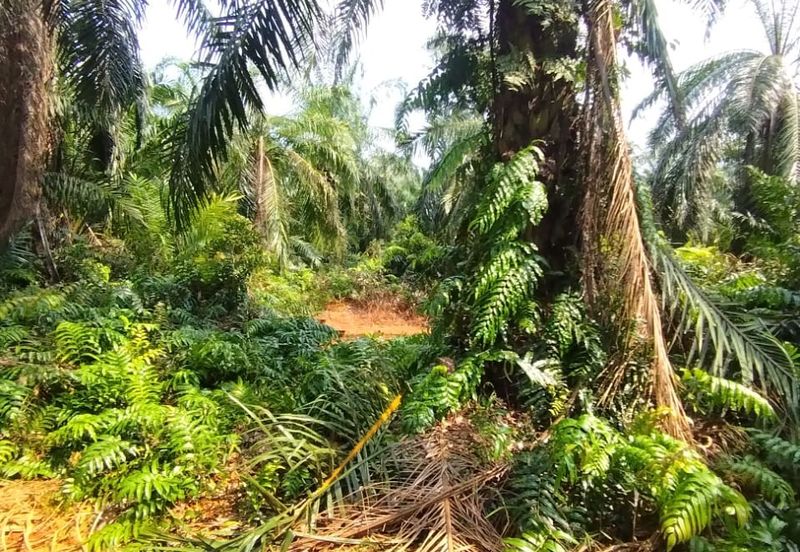 Malaysia Selangor 📌Kuala Selangor  📌Jeram 📌5 Acres Flat Land for Sale  📌Same Road got Farm House ( or Kilang Telur)  📌Freehold