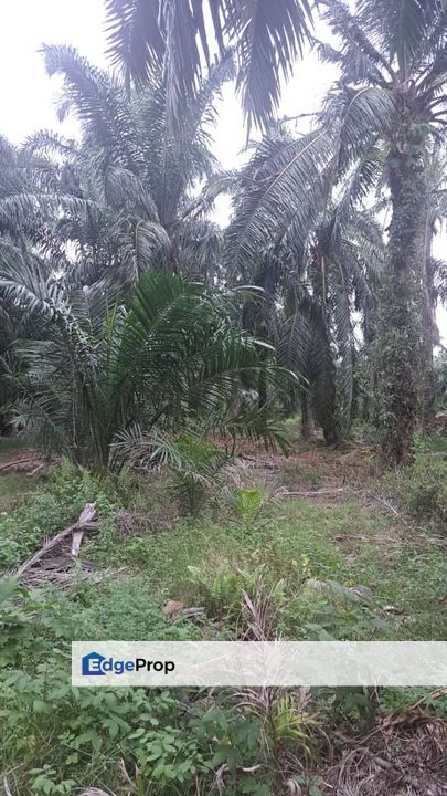 Malaysia Selangor 📌 Kampung Perepat, Kapar, Klang, 📣 📌1.06 Acres Flat Land For Sale🌈 🥰Beside Tar Road 🥰, Selangor, Kapar 