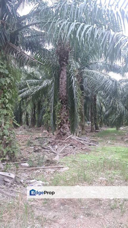 Malaysia Selangor 📌 Kampung Perepat, Kapar, Klang, 📣 📌1.06 Acres Flat Land For Sale🌈 🥰Beside Tar Road 🥰, Selangor, Kapar 
