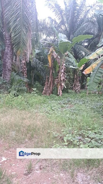 Malaysia Selangor 📌 Kampung Perepat, Kapar, Klang, 📣 📌1.05 Acres Flat Land For Sale🌈 🥰Beside Tar Road 🥰, Selangor, Kapar 