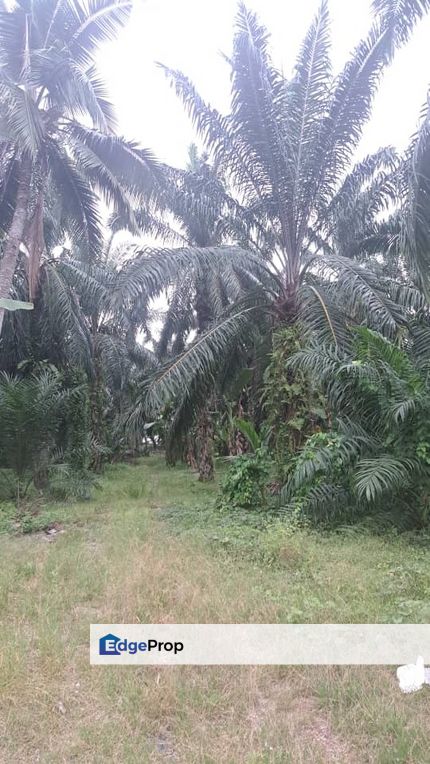 Malaysia Selangor 📌 Kampung Perepat, Kapar, Klang, 📣 📌1.05 Acres Flat Land For Sale🌈 🥰Beside Tar Road 🥰, Selangor, Kapar 