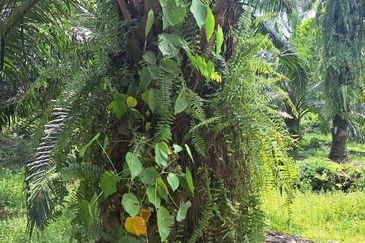 Kawasan Perusahaan Telok Mengkuang