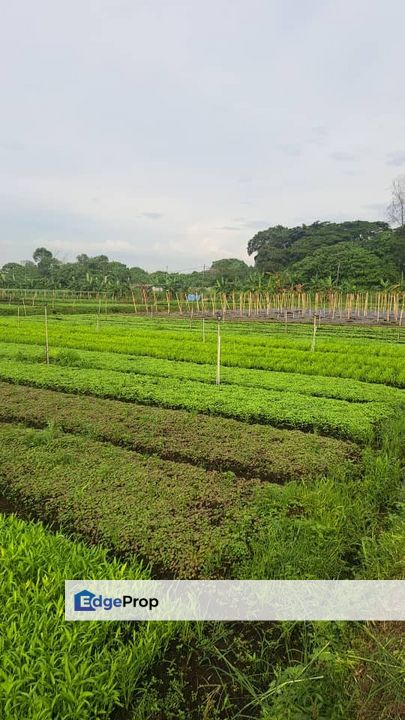 Malaysia Selangor 🎈Johan Setia Klang🎈  🥰1.0 Acre  ( Zoning Residential ) Land for Sale 🎈柏油路旁土地出售🎈 🎈"Johan Setia" 巴生 🎈Beside Tar Road 🥰, Selangor, Klang