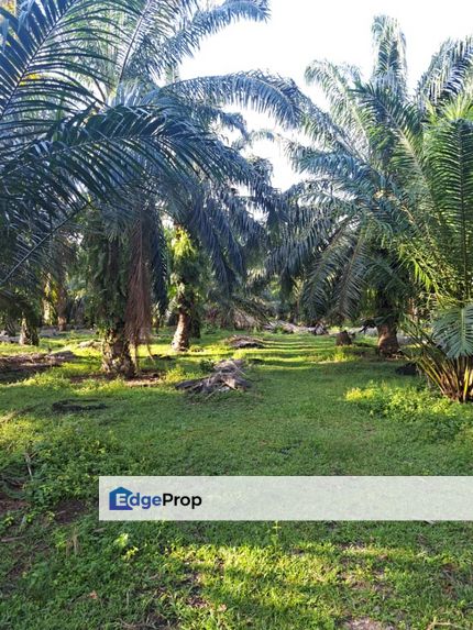 Malaysia Selangor 📌 Morib , Kuala Langat 📌 *5.06 acres Flat Land For Sale  📌 * Agriculture Land  📌 * Freehold , Selangor, Banting