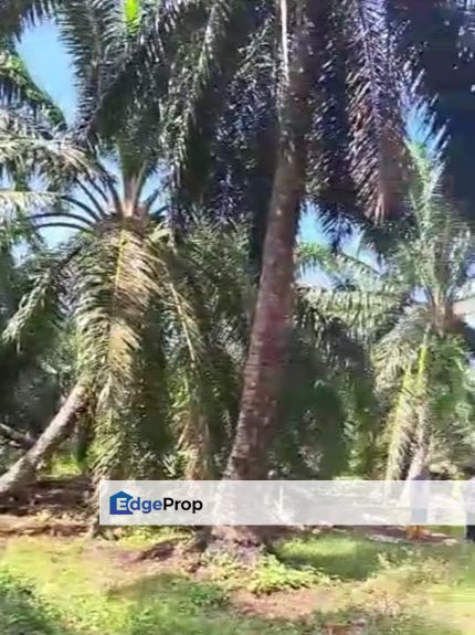 Malaysia Selangor 📌 Kampong Tumbuk, Tanjong Sepat, Kuala Langat 📌 * 2.7 acres Palm Oil Tree Flat Land For Sale  📌 * Beside Red Soil Road , Selangor, Banting