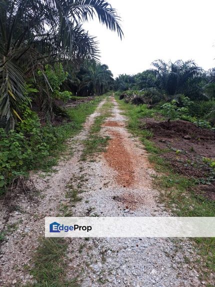 Malaysia Selangor 📌 Land for Sale  📌* Batu Laut, Tanjung Sepat,  Kuala Langat  📌 * 1.875 acres Flat Land For Sale  📌Beside Stone Road, Selangor, Banting