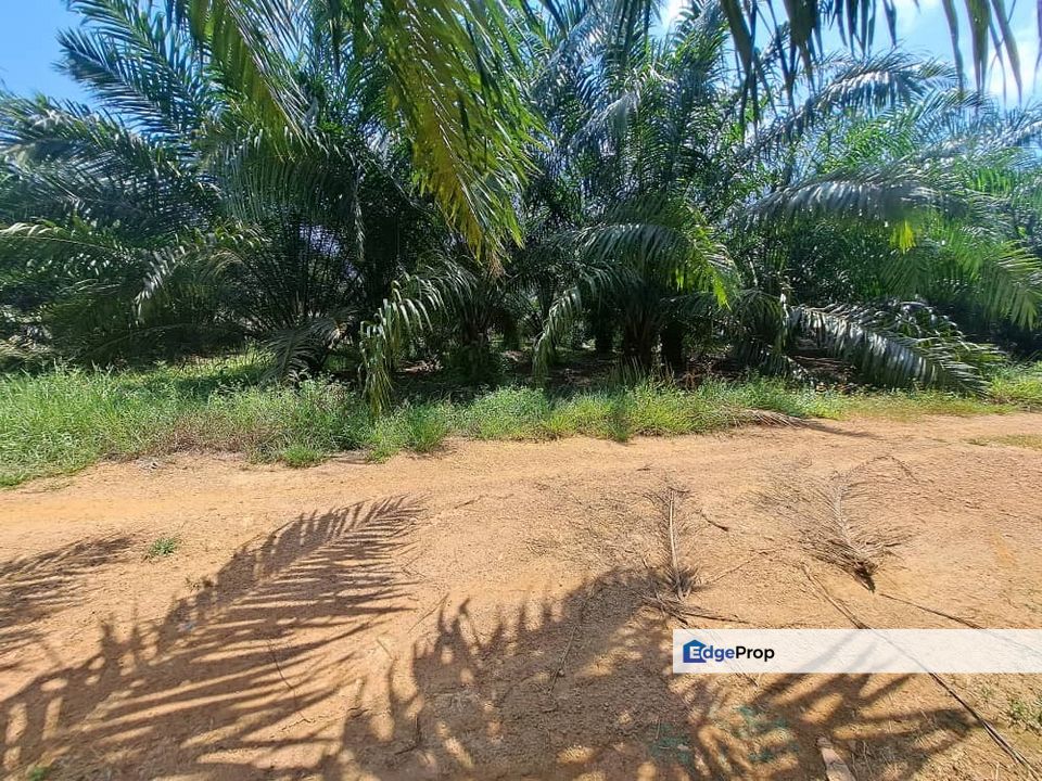 Malaysia Selangor 📌 Banting  📌 Kelanang 📌 * 1.931 acres Flat Land For Sale  📌 ( Near Banting Town and Morib ), Selangor, Banting