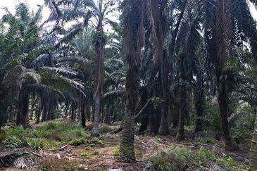 Sungai Sedu @ Tanjung Dua Belas