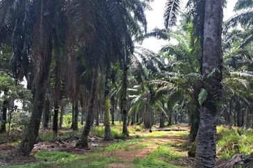 Sungai Sedu @ Tanjung Dua Belas