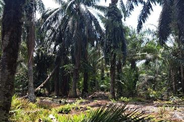 Sungai Sedu @ Tanjung Dua Belas