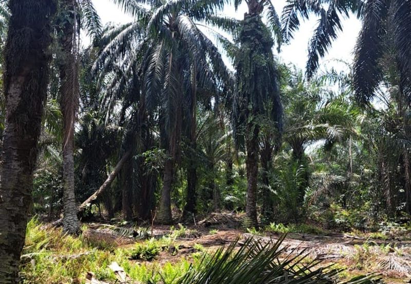 Sungai Sedu @ Tanjung Dua Belas