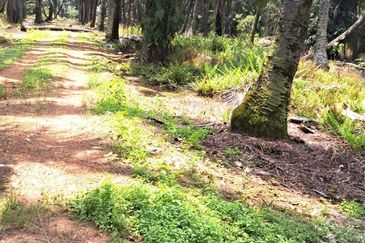 Sungai Sedu @ Tanjung Dua Belas