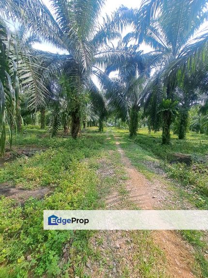 Malaysia , Selangor 📌Land for Sale  📌Kapar Batu 14 📌25.8 Acres Agriculture  Land for Sale 🎈Beside IS Zoning Medium Industrial, Selangor, Jeram