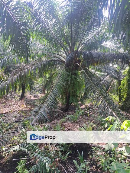 Malaysia Selangor 📌Seri Cheeding, Jenjarom  📌5 Acres  Land for Sale 📌Beside Zoning Residential  📌 ( near Bukit Perah), Selangor, Jenjarom