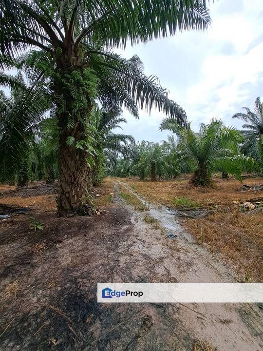 Malaysia Selangor Kelanang, Banting  📌 10 acres Land For Sale  📌 Near Pantai Morib And Banting Town, Selangor, Banting