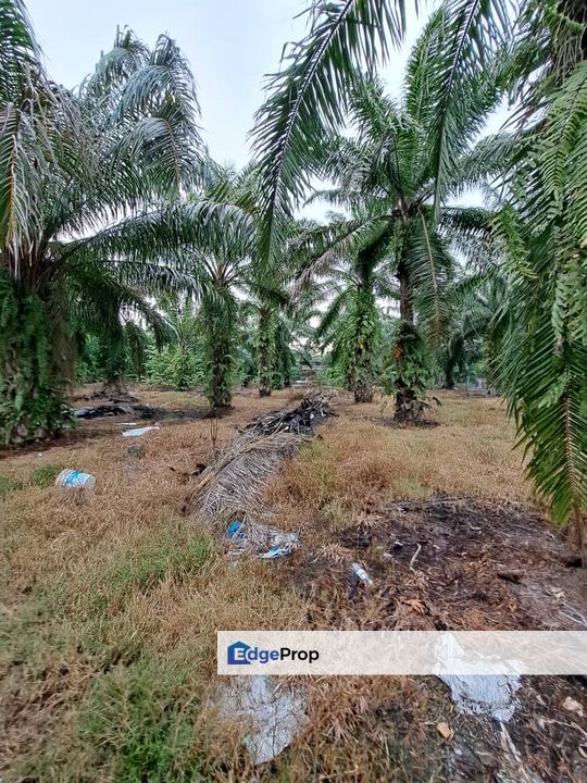 Malaysia Selangor Kelanang, Banting  📌 10 acres Land For Sale  📌 Near Pantai Morib And Banting Town, Selangor, Banting