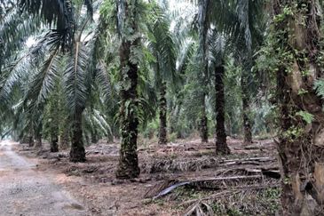 Malaysia Selangor Banting Land for Sale  📌Kelanang,   📌 4.925 acres Land For Sale  📌 Near Pantai Morib And Banting Town