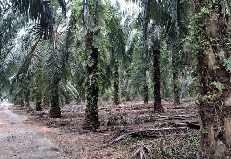 Malaysia Selangor Banting Land for Sale  📌Kelanang,   📌 4.925 acres Land For Sale  📌 Near Pantai Morib And Banting Town