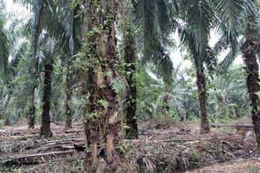 Malaysia Selangor Banting Land for Sale  📌Kelanang,   📌 4.925 acres Land For Sale  📌 Near Pantai Morib And Banting Town