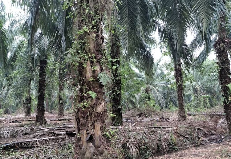 Malaysia Selangor Banting Land for Sale  📌Kelanang,   📌 4.925 acres Land For Sale  📌 Near Pantai Morib And Banting Town