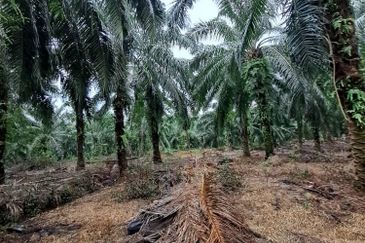 Malaysia Selangor Banting Land for Sale  📌Kelanang,   📌 4.925 acres Land For Sale  📌 Near Pantai Morib And Banting Town