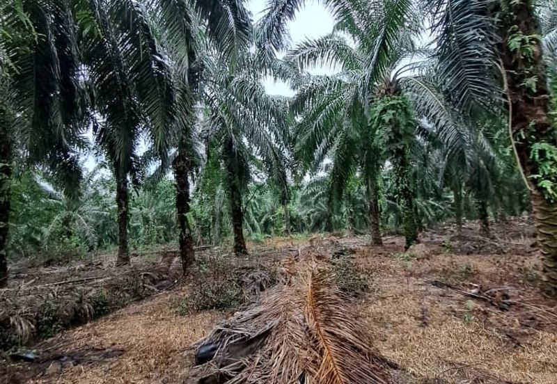 Malaysia Selangor Banting Land for Sale  📌Kelanang,   📌 4.925 acres Land For Sale  📌 Near Pantai Morib And Banting Town