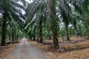 Malaysia Selangor Banting Land for Sale  📌Kelanang,   📌 4.925 acres Land For Sale  📌 Near Pantai Morib And Banting Town