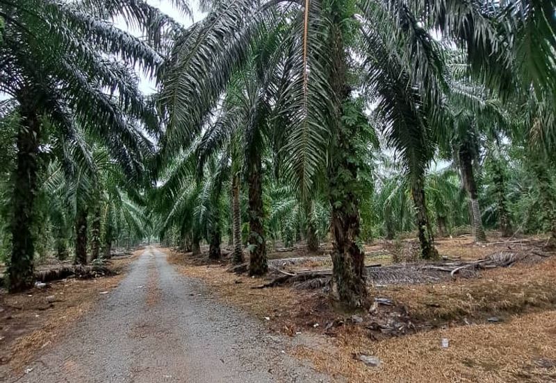 Malaysia Selangor Banting Land for Sale  📌Kelanang,   📌 4.925 acres Land For Sale  📌 Near Pantai Morib And Banting Town