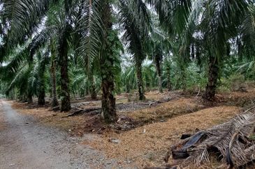 Malaysia Selangor Banting Land for Sale  📌Kelanang,   📌 4.925 acres Land For Sale  📌 Near Pantai Morib And Banting Town