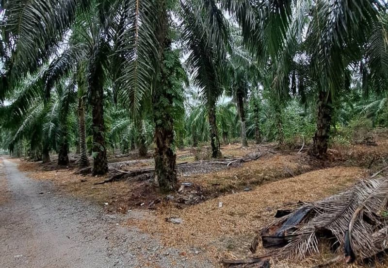 Malaysia Selangor Banting Land for Sale  📌Kelanang,   📌 4.925 acres Land For Sale  📌 Near Pantai Morib And Banting Town