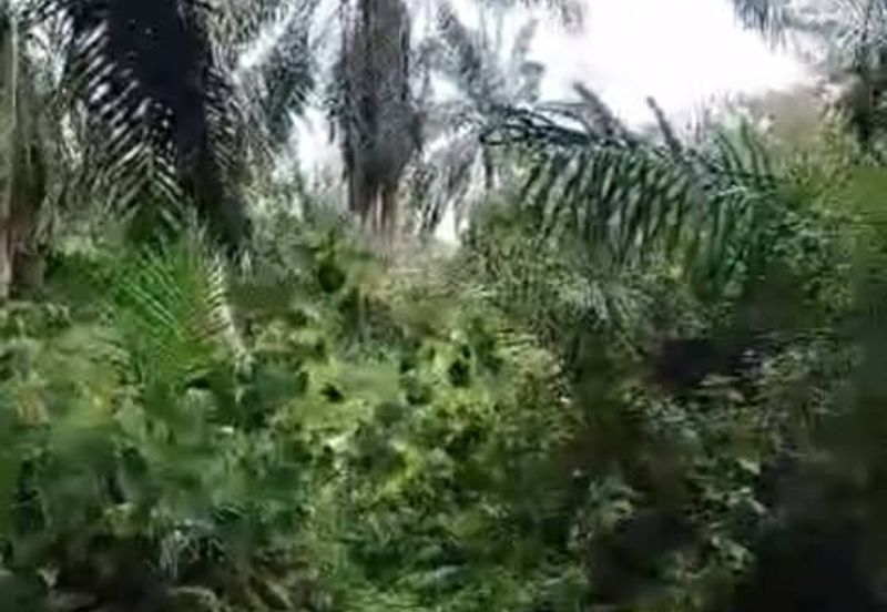 Malaysia Selangor Banting, Sg Kelambu 2 📌2 Acres Flat Land for Sale 📌Suitable for planting Durian, Musang King, and Fruits 