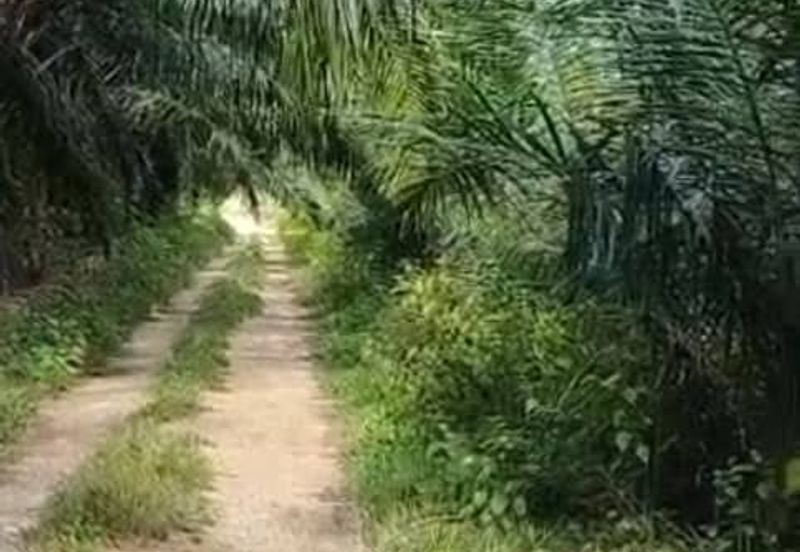 Malaysia Selangor Banting, Sg Kelambu 2 📌2 Acres Flat Land for Sale 📌Suitable for planting Durian, Musang King, and Fruits 