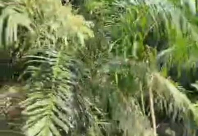 Malaysia Selangor Banting, Sg Kelambu 2 📌2 Acres Flat Land for Sale 📌Suitable for planting Durian, Musang King, and Fruits 