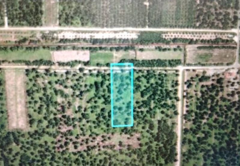 Malaysia Selangor Banting, Sg Kelambu 2 📌2 Acres Flat Land for Sale 📌Suitable for planting Durian, Musang King, and Fruits 
