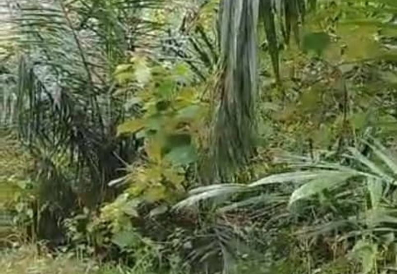 Malaysia Selangor Banting, Sg Kelambu 2 📌2 Acres Flat Land for Sale 📌Suitable for planting Durian, Musang King, and Fruits 