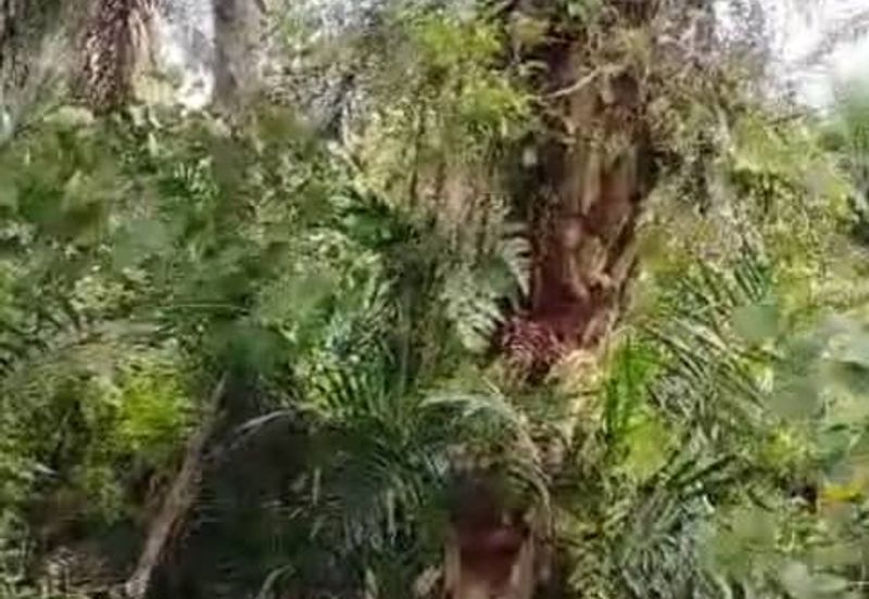 Malaysia Selangor Banting, Sg Kelambu 2 📌2 Acres Flat Land for Sale 📌Suitable for planting Durian, Musang King, and Fruits 